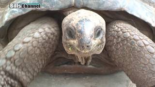 Biggest Tortoises on Earth [upl. by Maidie240]