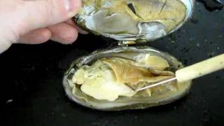 Bivalve Anatomy freshwater mussel [upl. by Thamos]