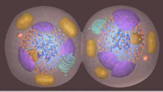 Mitosis [upl. by Nawaj374]