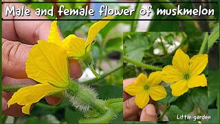 Male and female flower of muskmelon hand pollination of cantaloupe plant खरबूजे के फूलों का परागण [upl. by Lednyk]