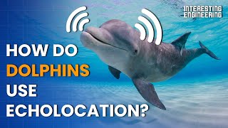 How do dolphins use echolocation to navigate the deep seas [upl. by Iorgo]