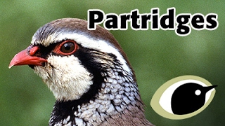 BTO Bird ID  Partridges [upl. by Anovad]