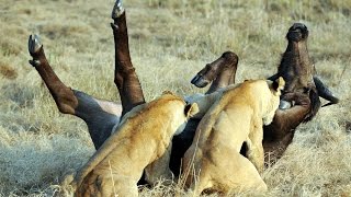 Epic Ambush  Lions Attack Buffalo  Duba Plains [upl. by Axel]