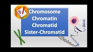 Chromosomes chromatin chromatid and sister chromatid [upl. by Lanctot]