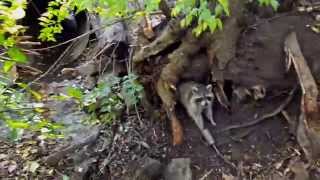 Raccoon Trapping Fast and Efficent [upl. by Downey]