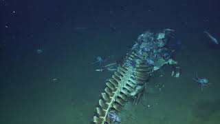 Whale Fall Actively Devoured by Scavengers at Davidson Seamount  Nautilus Live [upl. by Pritchett]