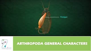 ARTHROPODA GENERAL CHARACTERS [upl. by Neelyahs]