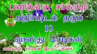 Lucky indoor plants in tamil  அதிர்ஷ்டம் தரும் செடிகள்  vastu plants  vasthu sasthram Tips tamil [upl. by Nosredneh]