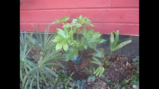 How to plant Fatsia japonica [upl. by Hertzfeld]