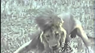 Lion with canine distemper has seizure [upl. by Enomal455]