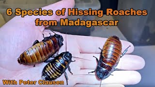 Six Species of Hissing Cockroaches Madagascar madagascarhissingcockroach hissingcockroach [upl. by Hnid333]