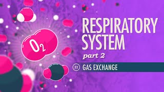 Respiratory System Part 2 Crash Course Anatomy amp Physiology 32 [upl. by Ecinahs]