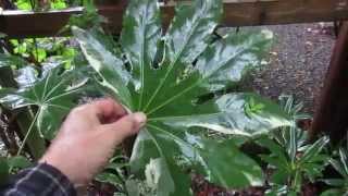 Growing Fatsia japonica [upl. by Lundquist892]