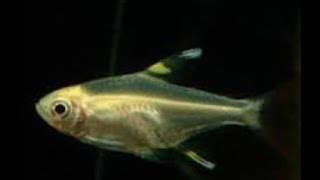 X Ray fish  LEARN TO READ SERIES  Learn about X RAY TETRA FISH with verbal cues [upl. by Erdua72]