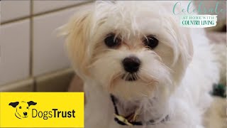 Rescue dogs meet amp greet with Dogs Trust [upl. by Efi]