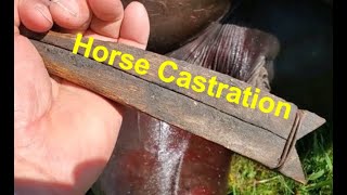 Horse Castration  Breeding  Livestock Management [upl. by Jeroma]