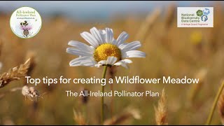 Top Tips for Creating a Wildflower Meadow [upl. by Eseneg998]