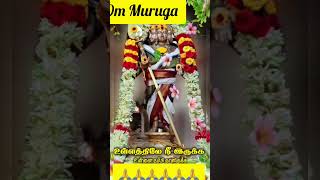 Om Muruga 🙏 🕉 🙏 murugan devotionalsongs tamilkadavulmurugan lordmurugan motivation love facts [upl. by Airetnahs373]