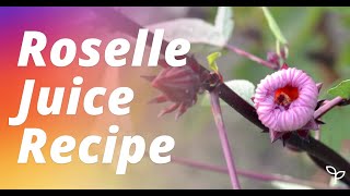 Roselle Juice Recipe amp Jam From Fresh RoselleHibiscus Flowers [upl. by Iphlgenia]