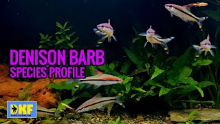 Everything About Denison Barb  Roseline Shark Care Guide [upl. by Atnoed]