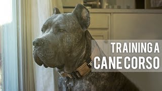 How I train my Cane Corso  3 Easy Training Techniques [upl. by Warga]