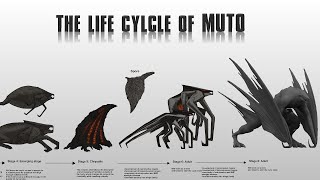 MUTOs Life Cycle Explained [upl. by Oisangi668]