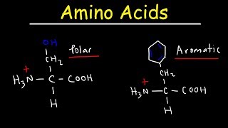 Introduction to Amino Acids [upl. by Nyloc]