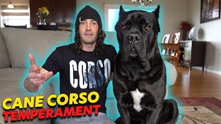 Cane Corso Temperament [upl. by Yelrehs]