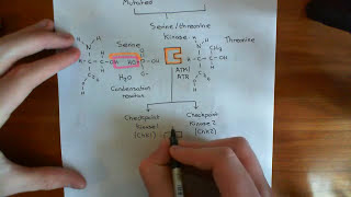 The Intrinsic Pathway of Apoptosis Part 3 [upl. by Eatnad134]