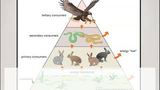 Producers Consumers Decomposers [upl. by Nylekcaj5]