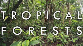 Tropical Rainforest and Tropical Seasonal Forest  Biomes1 [upl. by Zela601]