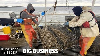 How 35 Million Oysters Are Harvested At This Virginia Farm Every Year  Big Business [upl. by Brunn]