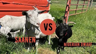 SAANEN vs NIGERIAN DWARF Milk Goats [upl. by Inness74]