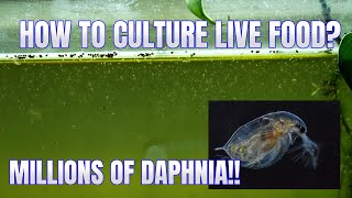 How to Culture Daphnia Secret Method to Breed MILLIONS  Simply Aquatic [upl. by Aicilef647]