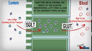 Glucose Transporters animation [upl. by Roslyn]