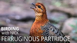 Ferruginous Partridge call [upl. by Seumas]