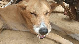 CD canine distemper  chewing gum seizure in a dog [upl. by Noffets411]