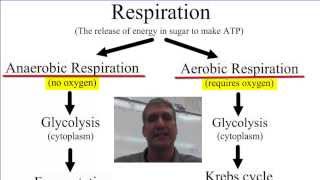 Anaerobic vs Aerobic Respiration [upl. by Nwahsir]