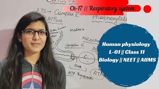 Ch17  Respiratory system  Human physiology  L01  Class 11  Biology  NEET  AIIMS [upl. by Valeda156]