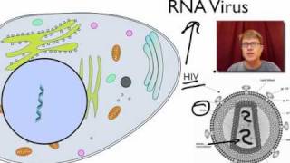 Viral Replication [upl. by Epul]