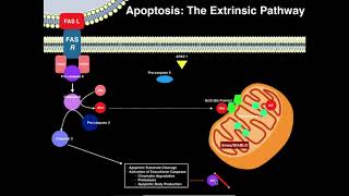 Apoptosis  The Extrinsic Pathway [upl. by Ecirtaed715]