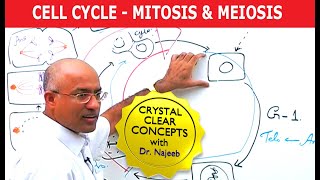 Cell Cycle and Genes  Mitosis amp Meiosis [upl. by Ire]