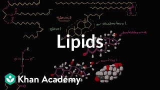 Lipid overview  Macromolecules  Biology  Khan Academy [upl. by Aehtorod893]