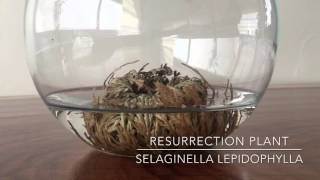 Resurrection Plant  Rose of Jericho time lapse DaphDraws [upl. by Elpmet]