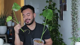 Propagating Thai Constellation Monstera  Houseplant  Life Updates [upl. by Kreiner879]