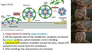 Protein transport—vesicle budding [upl. by Enia]