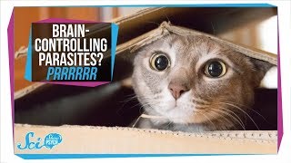 Toxoplasmosis How Parasites in Your Cat Can Infect Your Brain [upl. by Ahsekram92]