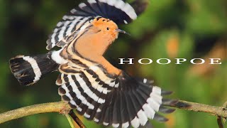 Bird sounds  Eurasian Hoopoe call [upl. by Ardnaid]