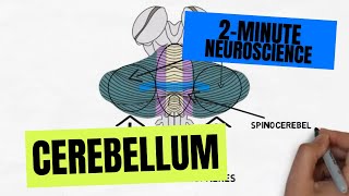 2Minute Neuroscience Cerebellum [upl. by Siraved]