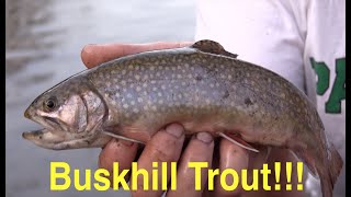 Trout Fishing Pennsylvanias Bushkill Creek [upl. by Elleiand971]